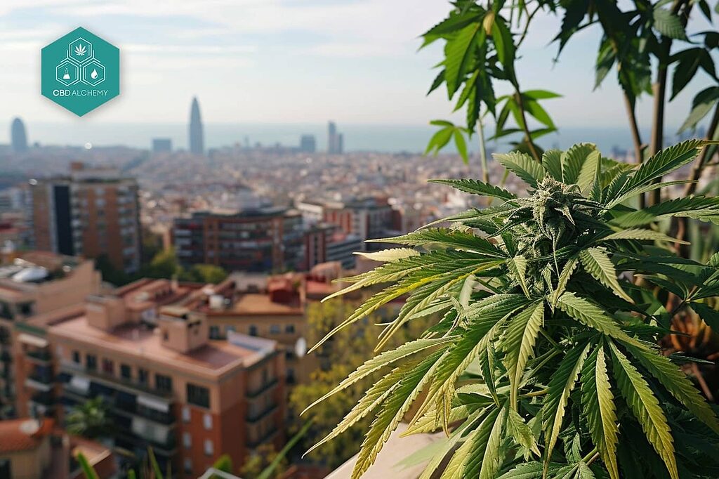 Barcelona: Epicenter of legal cannabis in Spain, thanks to Spannabis.