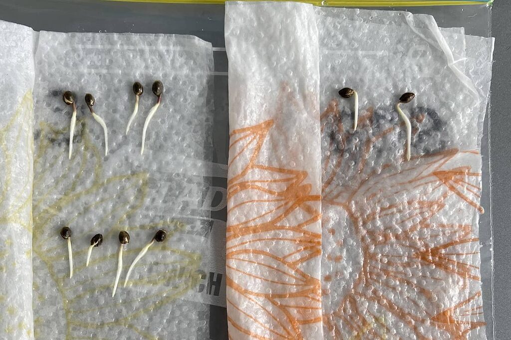 Wet paper germination method shows emerging roots ready for transplanting to substrate.