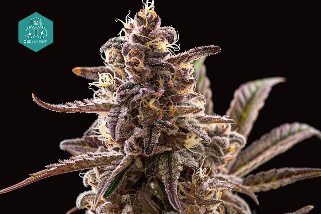 Autoflowering strains are ideal for beginner growers because of their fast cycle and ease of cultivation.