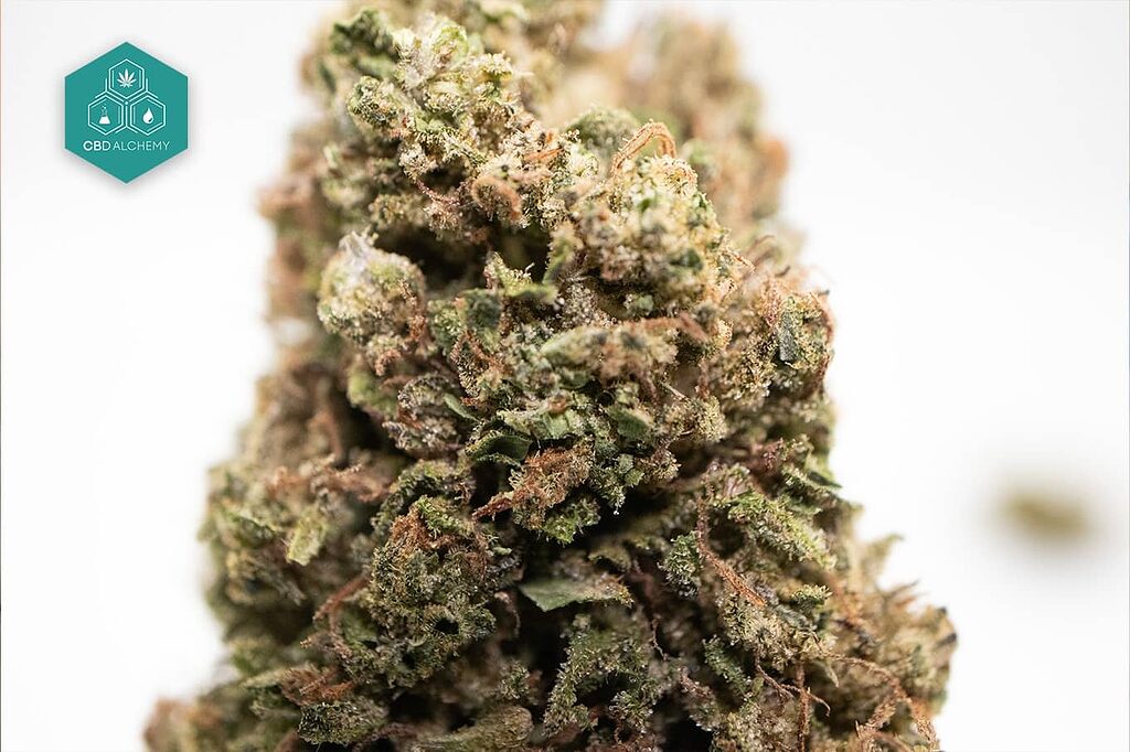 CBD Remedy CBD flowers with 50% discount, from 0,95€/g, relaxing effects and herbal aroma.
