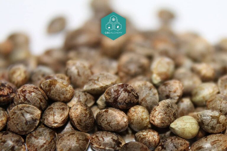 Semillas de cannabis feminizadas de primera calidad que muestran características oscuras y regordetas ideales para una germinación exitosa y un crecimiento robusto de la planta.