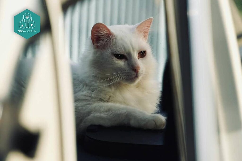 CBD drops for cats are recommended for stressful times such as travel or veterinary visits.