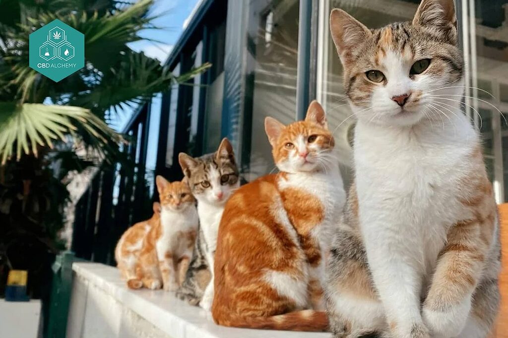 CBD oil for cats reviews indicate improvements in the cat's calmness and mobility.