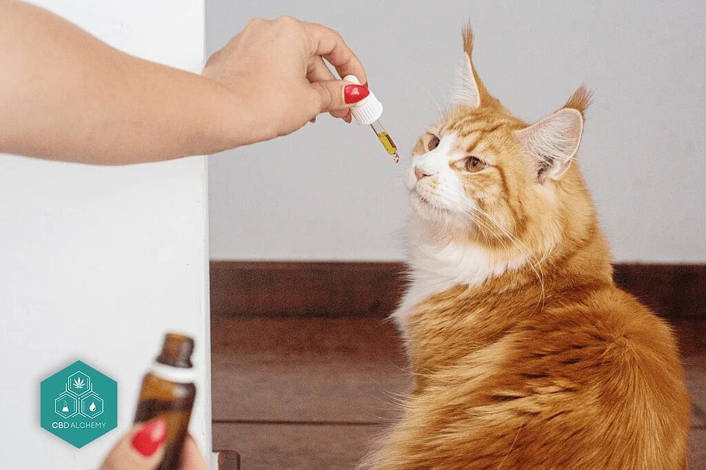 CBD drops for cats make it easy to administer an accurate and effective dose of the compound.