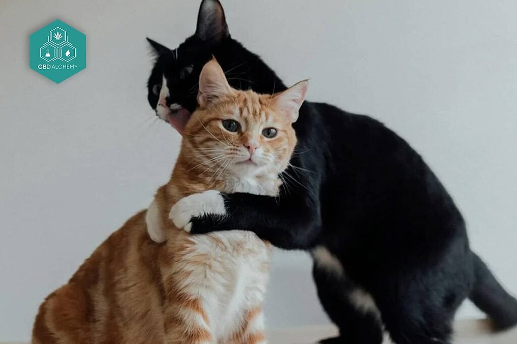 CBD for cats with cancer provides additional support during difficult therapies.