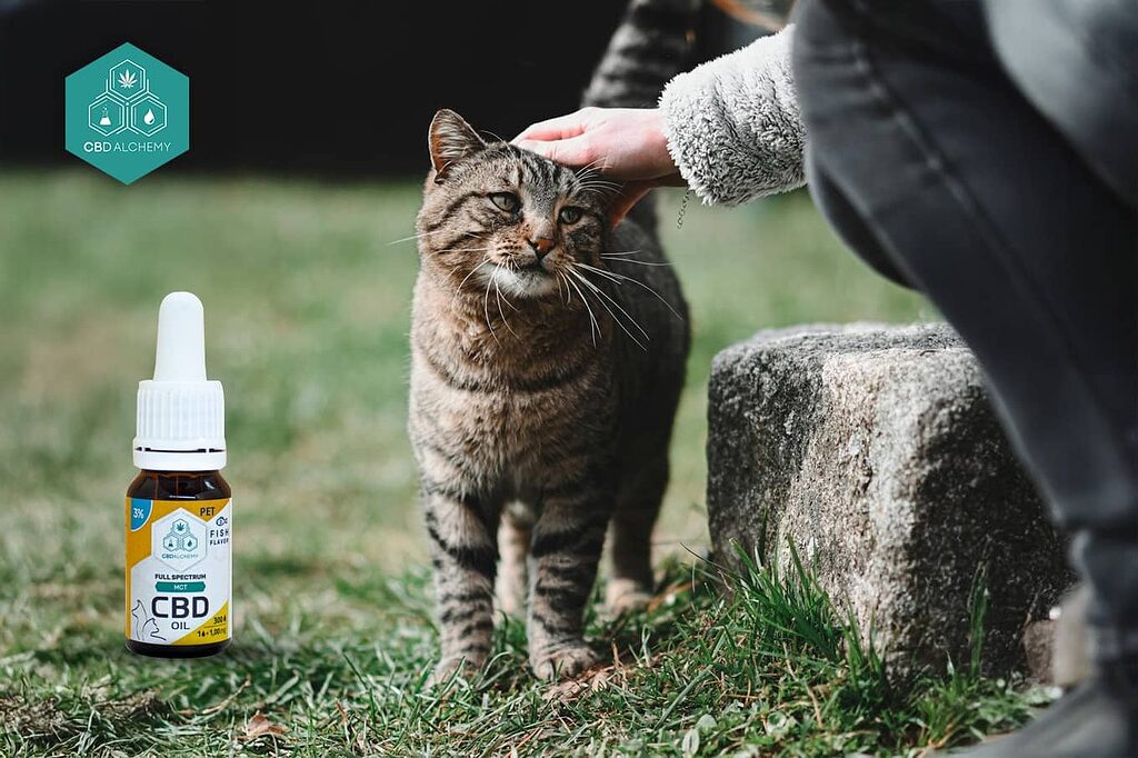 CBD for cats provides real benefits for pets with joint problems or reduced mobility.