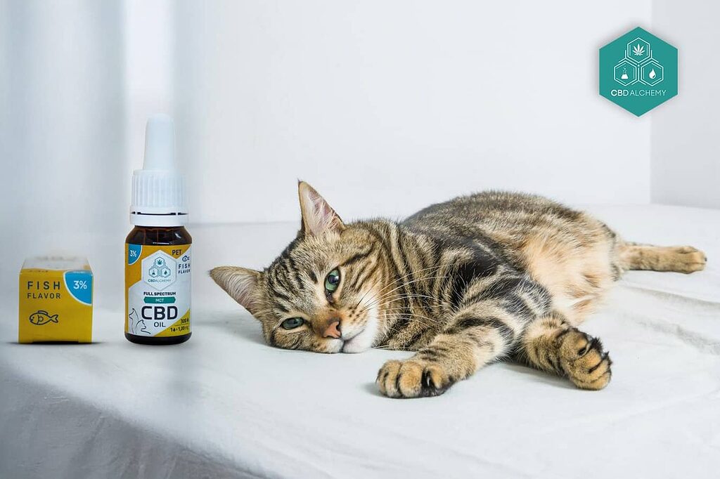 CBD for cats contributes to natural wellness, relieving joint pain in older cats.