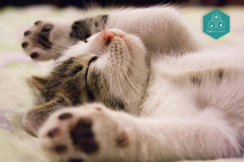 Opinions on CBD for cats highlight noticeable reduction in stress levels.