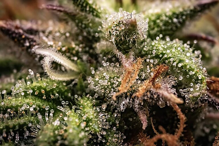 Flores de cáñamo CBD de primera calidad cultivadas en interior, con tricomas visibles y estructura cristalina.