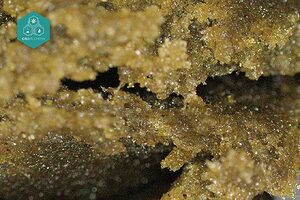 El hash CBD premium se caracteriza por su alta concentración de CBD y textura rica en resina.