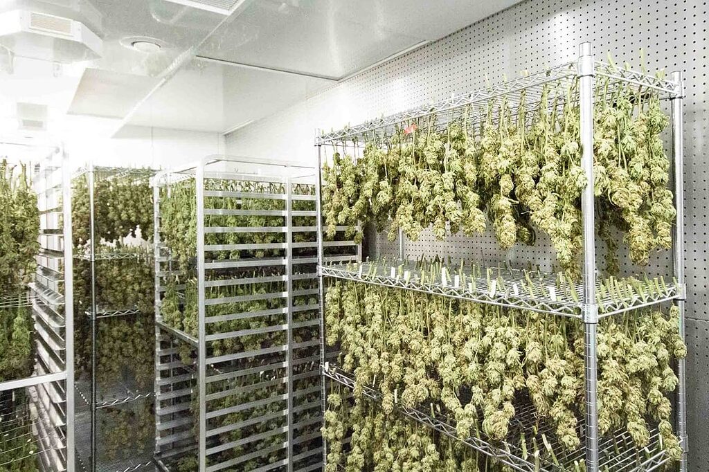 Controlled drying preserves essential aromas and flavors of CBD flowers.