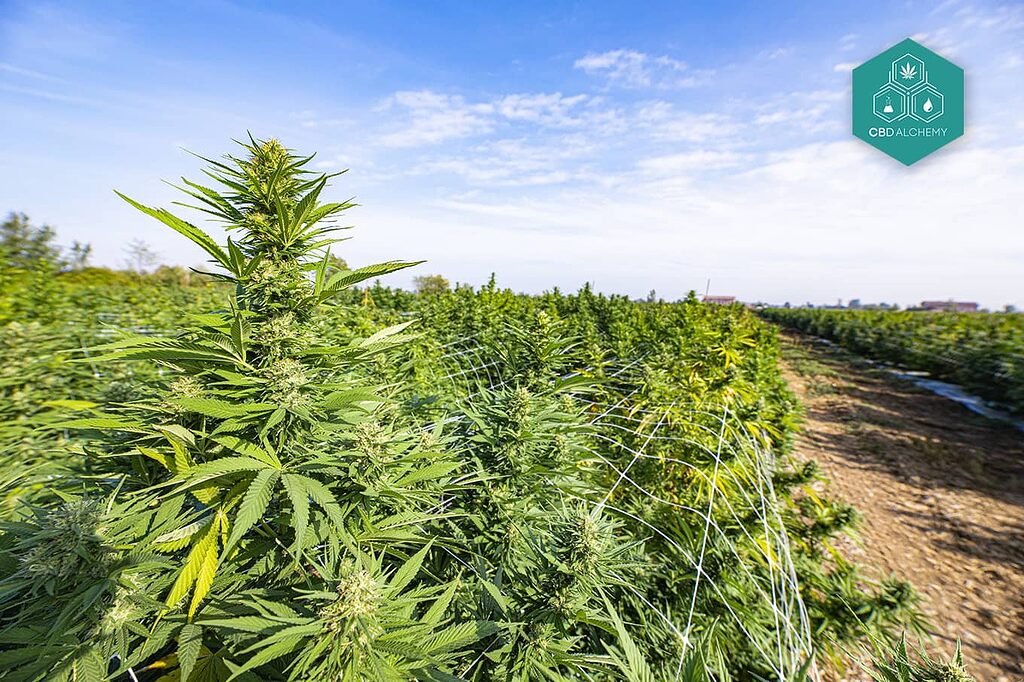 Indoor-grown Gelato CBD guarantees consistent and controlled quality.