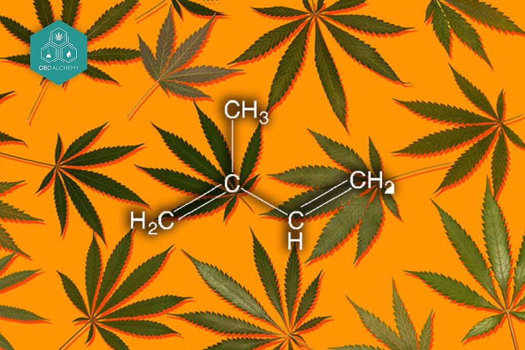 Isoprene (C₅H₈) is the fundamental building block of all terpenes, determining their classification according to the number of these units they contain.