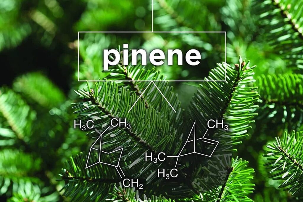 Alpha-pinene, responsible for the characteristic pine aroma, is the most abundant terpene in nature, present in conifers and numerous cannabis strains.