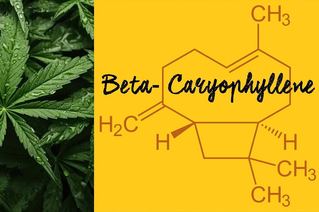 Beta-caryophyllene is unique among terpenes in its ability to directly activate the CB2 receptors of the endocannabinoid system, combining terpene and cannabinoid properties.