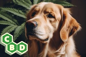 CBD für Hunde und Katzen