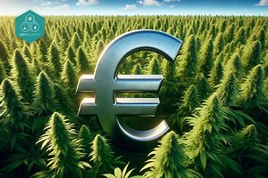 Günstiges CBD 2024: Qualität zu einem guten Preis