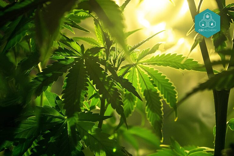 Entdecken Sie die Perfektion unserer präzisionsgezüchteten, CBD-reichen Indoor-Knospen.