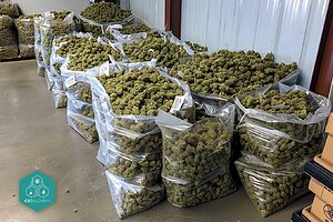 CBD-Blüten im Großhandel: erstklassige Vielfalt für anspruchsvolle Großhändler.