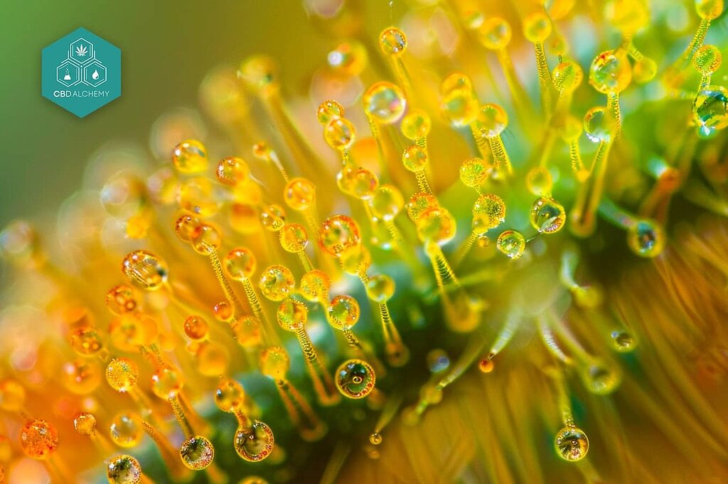 Medical use of THC under medical supervision.