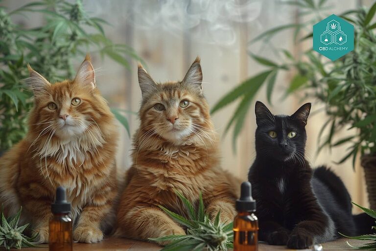 CBD für Katzen 5% ist ideal für kleine Katzen und bietet ein ausgewogenes Verhältnis von Wirksamkeit und Sicherheit.