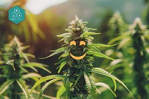 CBD-reiche Hanfknospen definieren unsere hochwertigen CBD-Blüten.