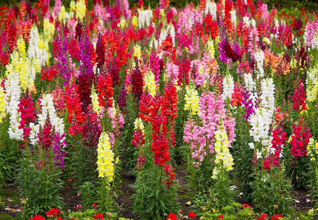 Gli Snapdragons hanno lo stesso tipo di infiorescenza di una pianta di canapa femmina.