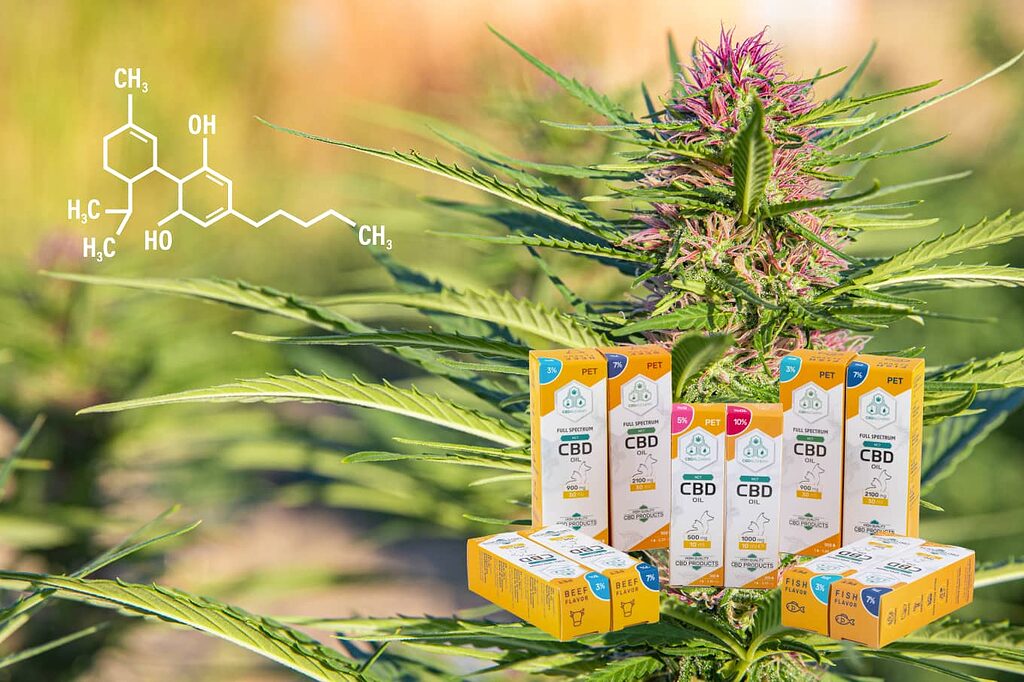Olio di CBD derivato dalla canapa per cani e gatti.