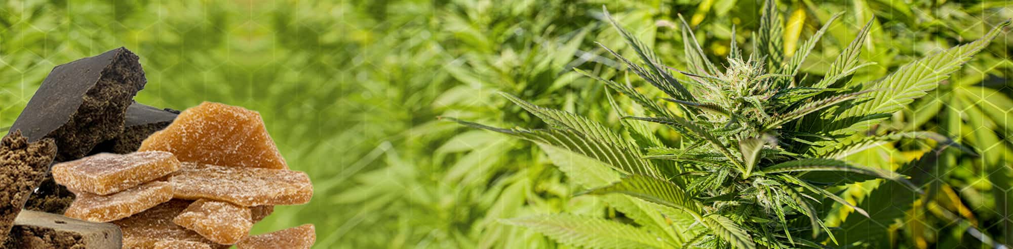 Ampia gamma di hashish CBD