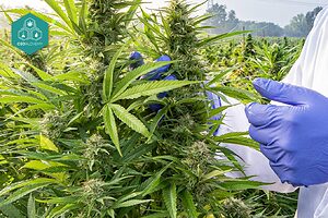 Nel nostro negozio troverete un potente olio di CBD a prezzi che non vedrete da nessun'altra parte.