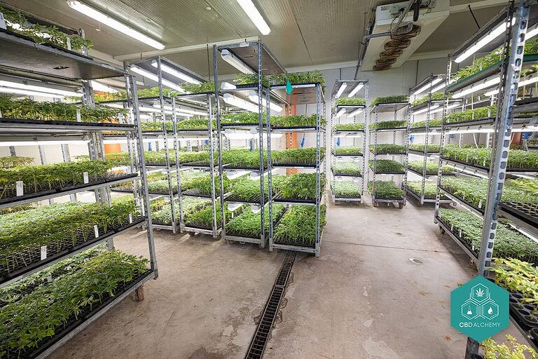 Struttura di spedizione per la distribuzione all'ingrosso di CBD.