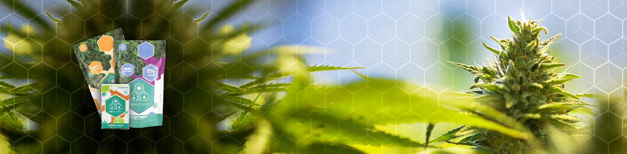 Wide range of high quality CBD flowers