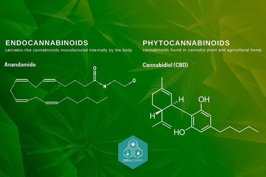 From endocannabinoids like AEA to plant-based ones like CBD, explore the diverse world of cannabinoids.