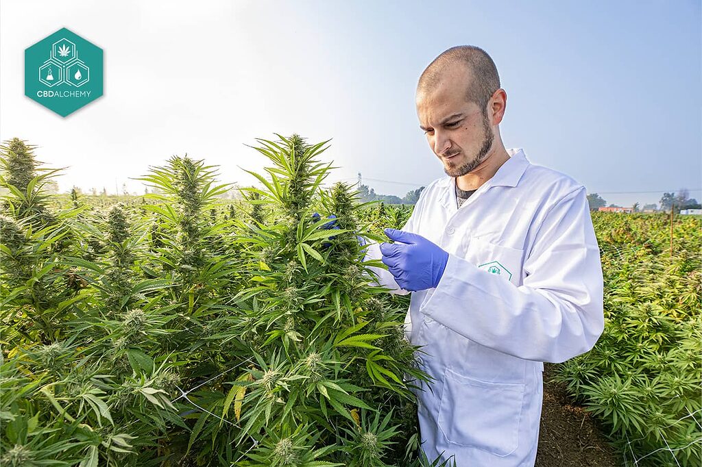 Rigorous testing procedures guaranteeing the quality of CBD Alchemy products.