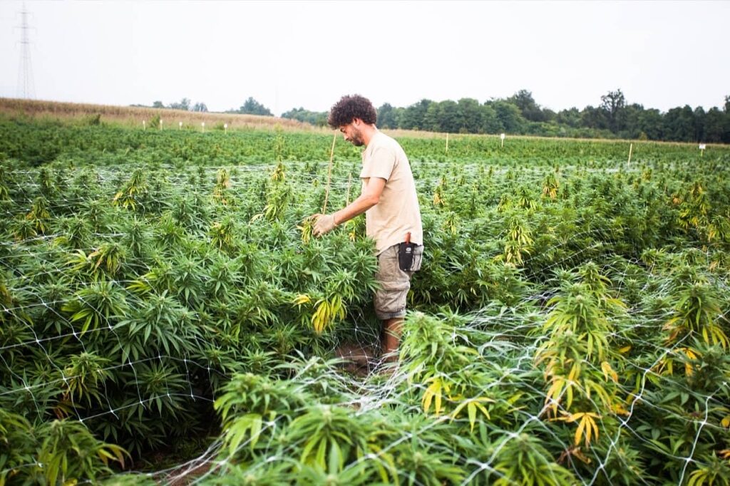 A field of natural CBD hemp in Italy - CBD Alchemy