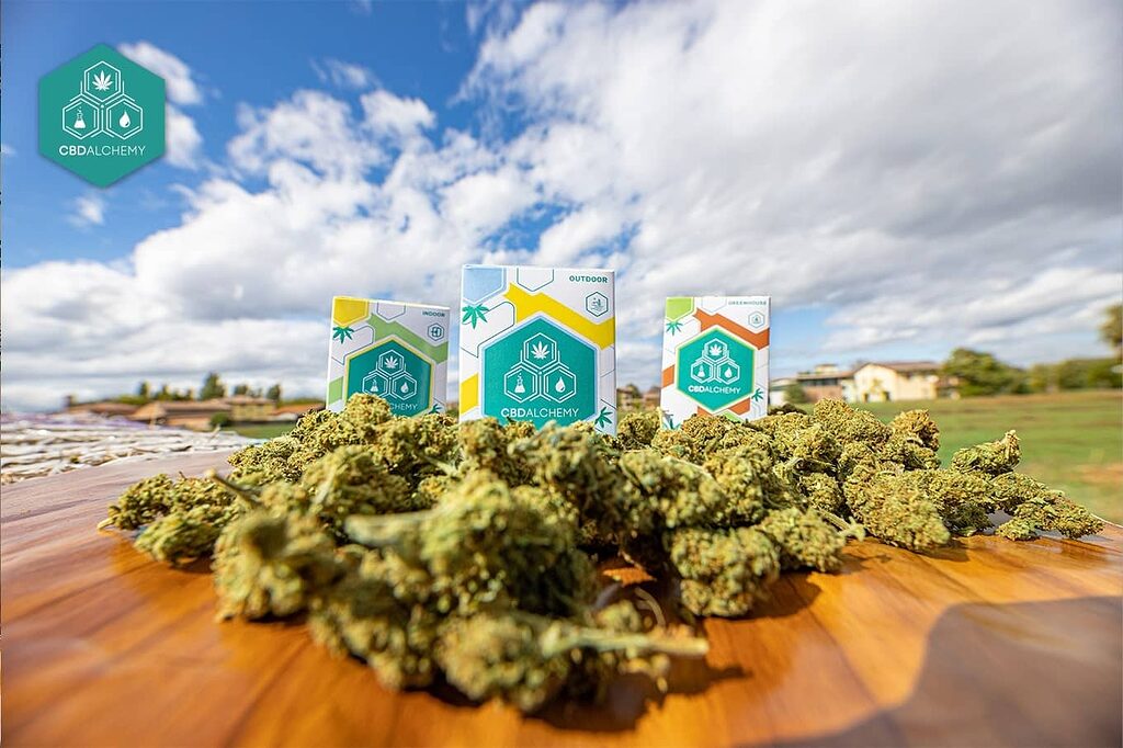 Experience the natural essence of CBD flowers, a popular choice in the CBD Barcelona scene.