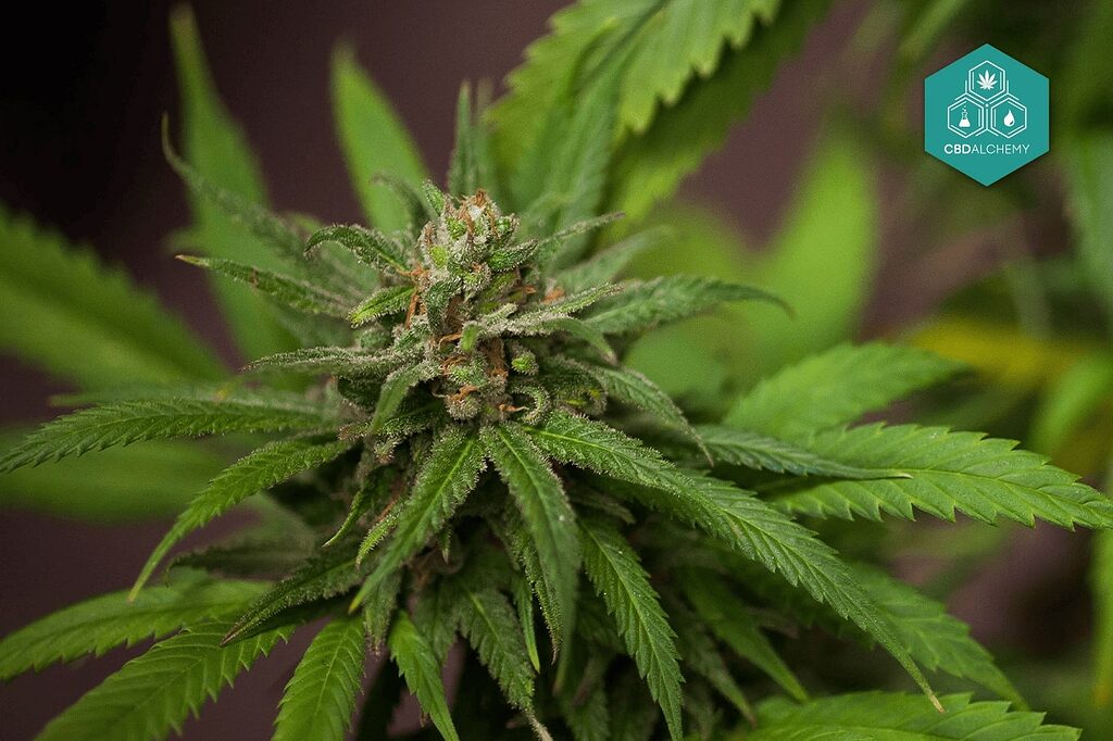 Beyond the Leaf: The Revolutionary Impact of CBD and Phytocannabinoids in Skincare and Well-being.