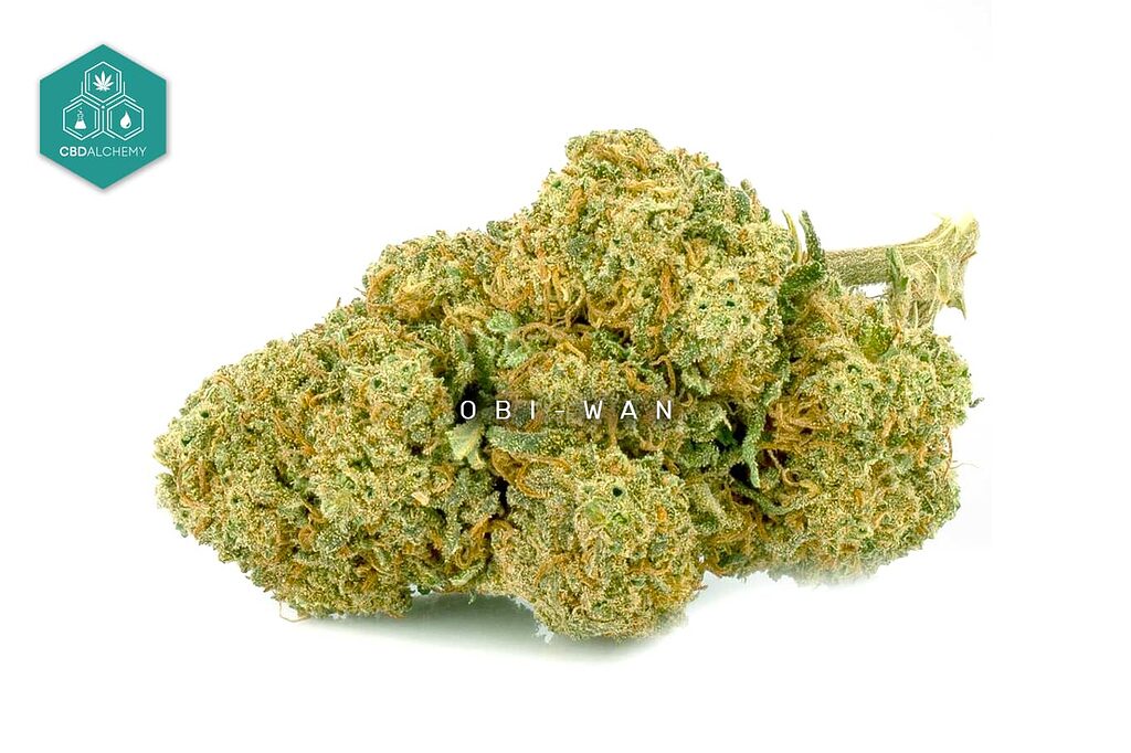 Obi-Wan CBD: nature's force against stress and anxiety.