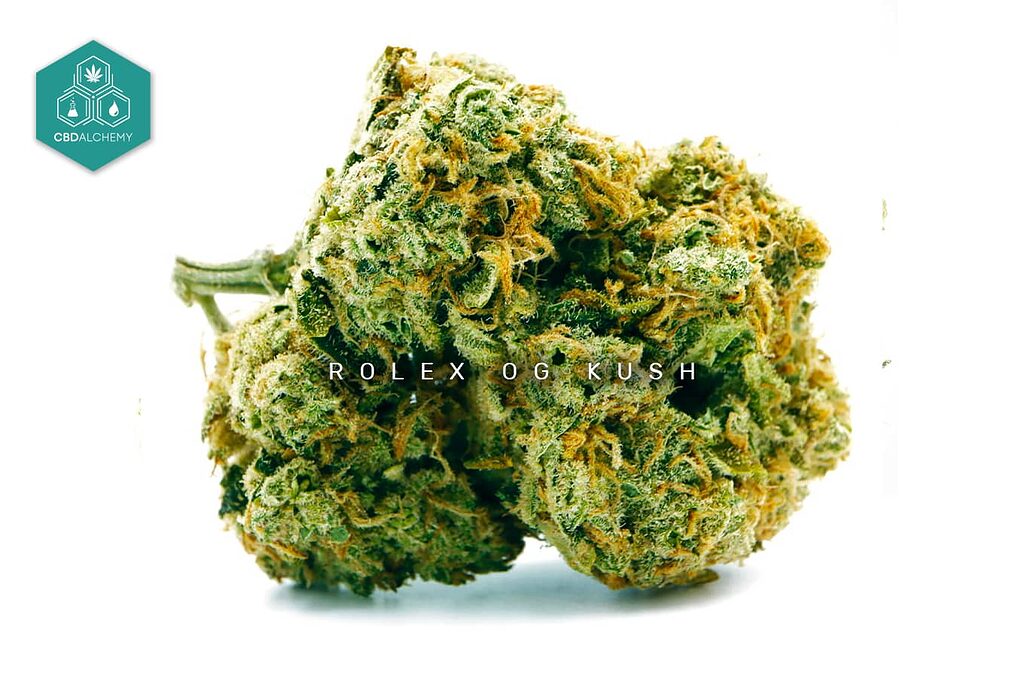 Rolex OG Kush: where earthy flavors meet urban serenity.