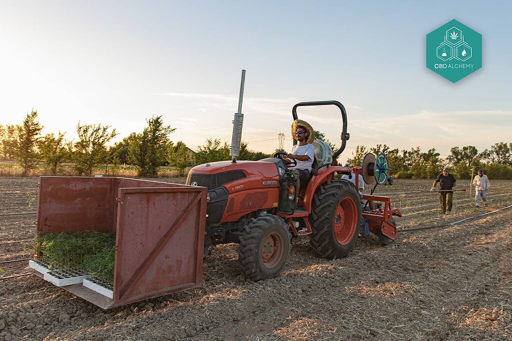 Mastering the art of CBD hemp flower cultivation for unparalleled quality.