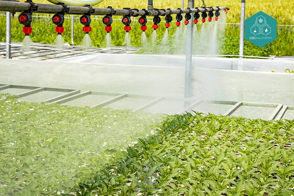 Where quality meets care: shop CBD products crafted for excellence.