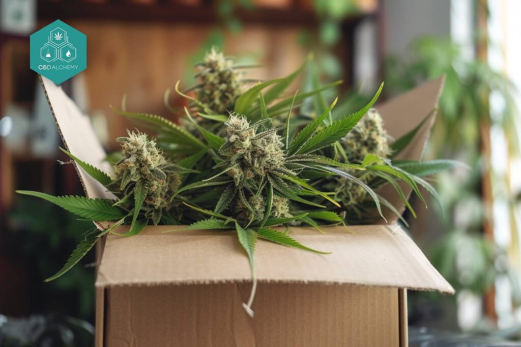 Revitalize your life: shop CBD with unbeatable quality and efficacy.