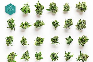 Discover cheap CBD flowers to add to your basket with exclusive offers.