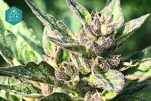 THC controlled for maximum safety in all our products.