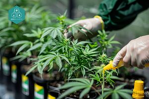 In our store, every CBD product guarantees satisfaction.