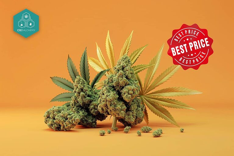 Take advantage of the offers on quality CBD flowers.