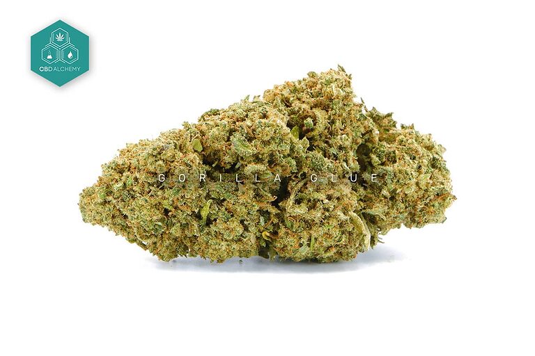 The use of cannabidiol in Gorilla Glue CBD to reduce anxiety.