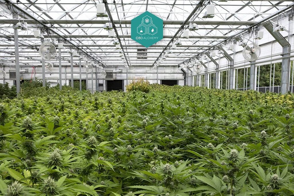 Organic CBD flower cultivation in controlled environment.
