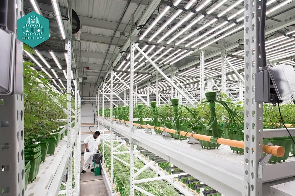 CBD flower clearance stock in humidity-controlled storage.