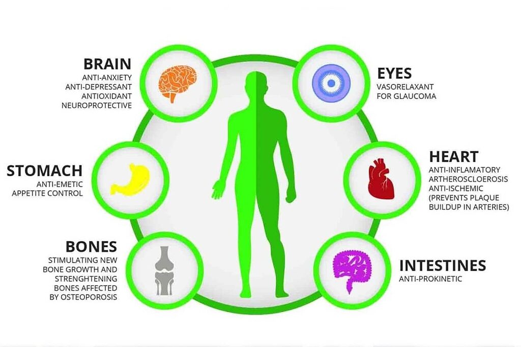 An infographic summarizing the health benefits of CBDA and CBGA.